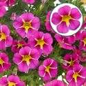 Afbeelding van Calibrachoa P12 Rave Magenta Island